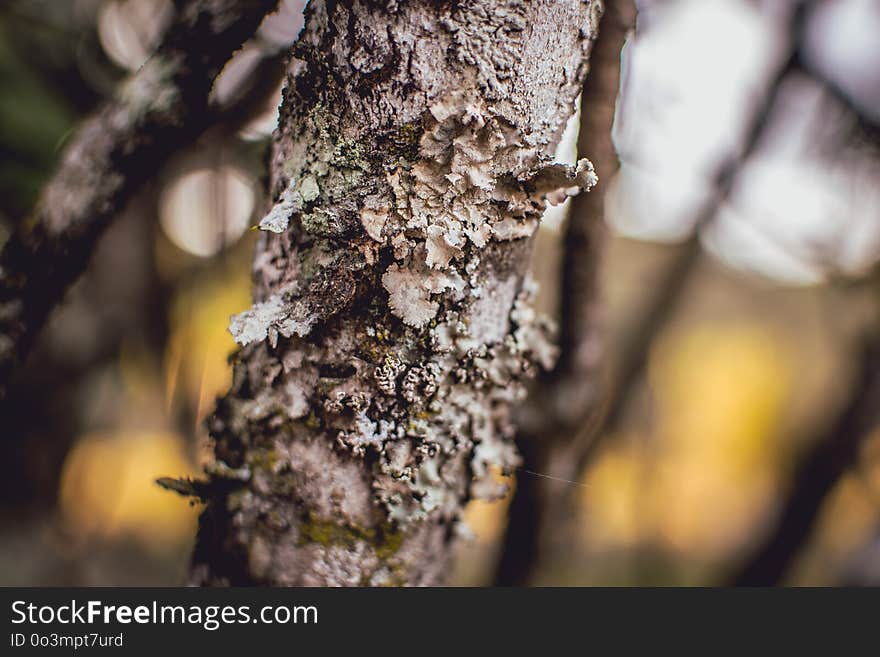 Branch, Tree, Trunk, Twig