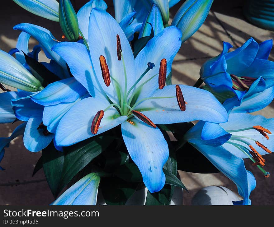 Flower, Plant, Blue, Flora