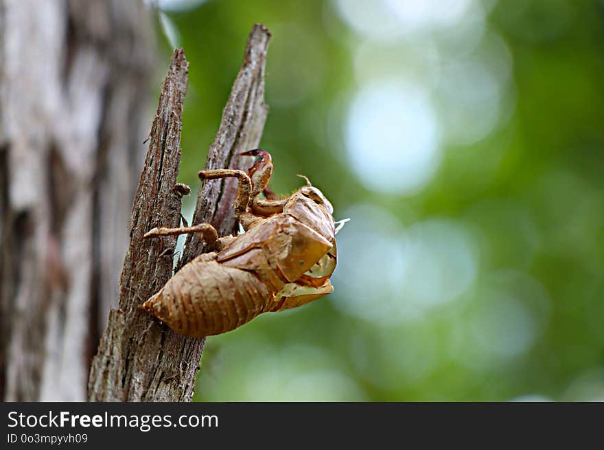 Insect, Invertebrate, Macro Photography, Cicada