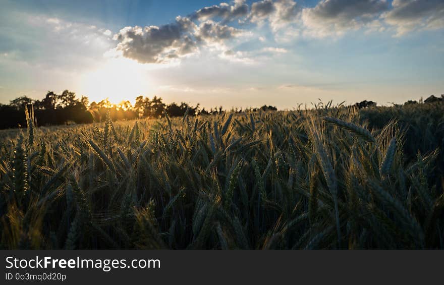 Sky, Field, Ecosystem, Crop