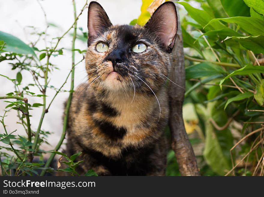 Cat, Whiskers, Fauna, Small To Medium Sized Cats