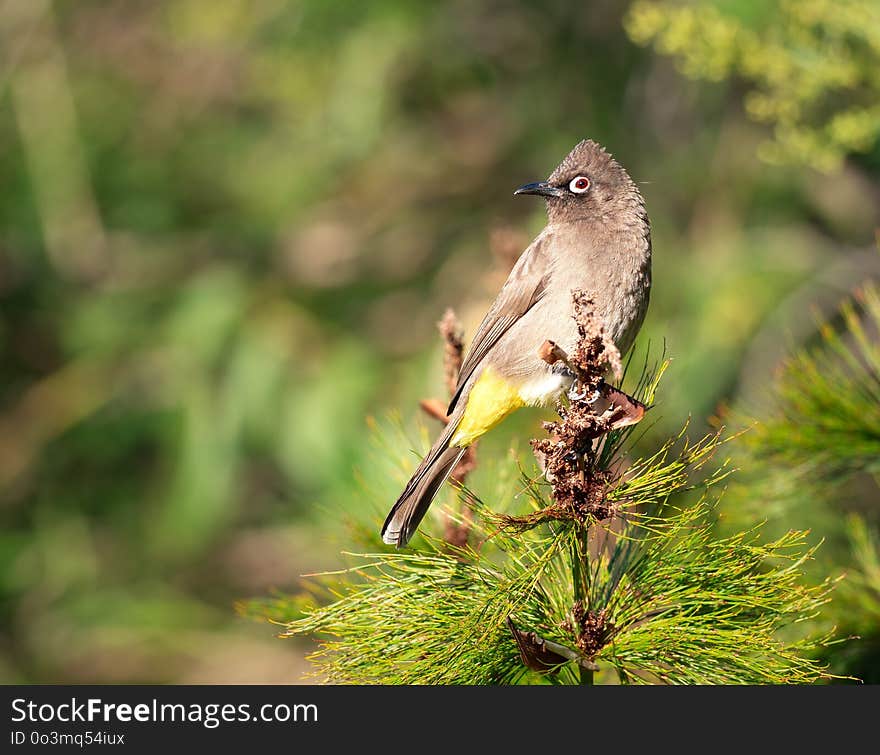 Bird, Fauna, Ecosystem, Beak