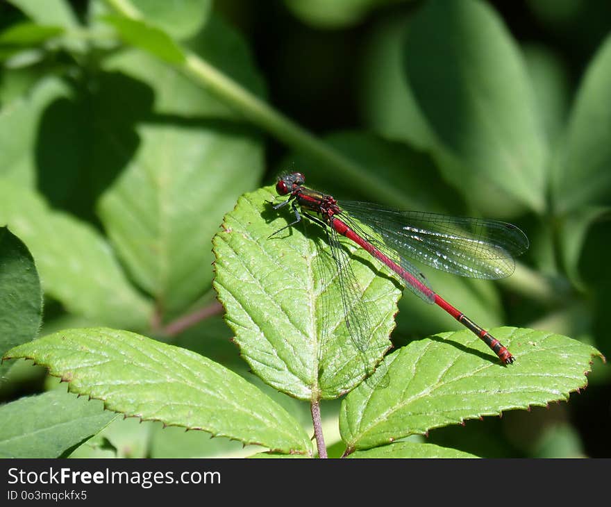 Insect, Damselfly, Dragonflies And Damseflies, Leaf