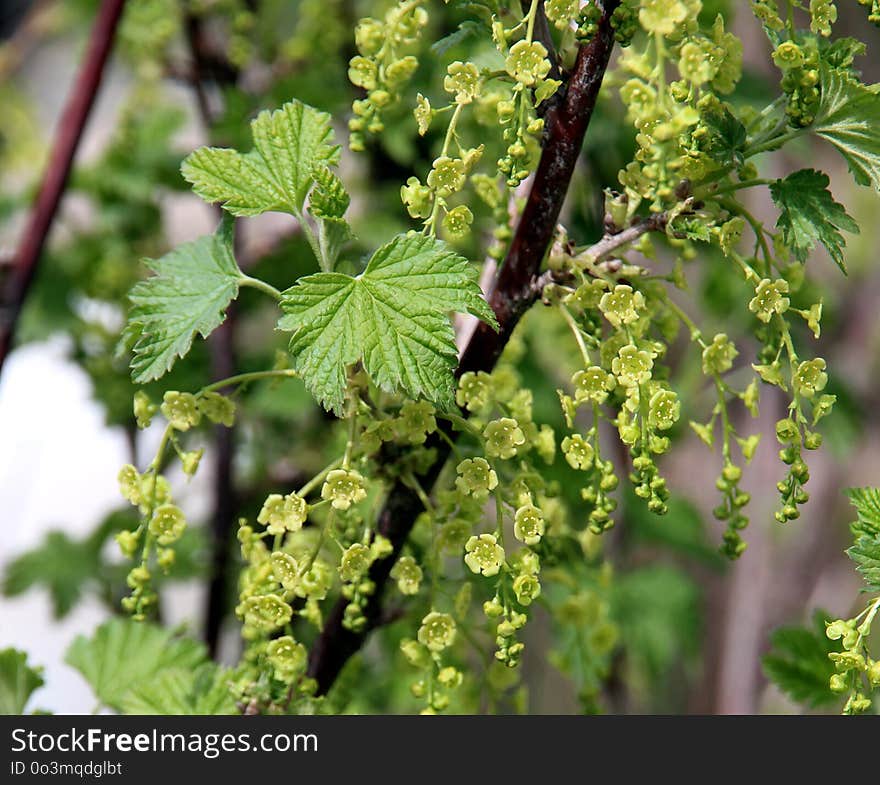 Grapevine Family, Plant, Currant, Vitis