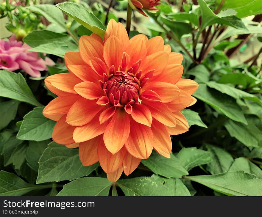 Flower, Plant, Dahlia, Flowering Plant