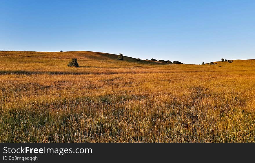 Grassland, Prairie, Ecosystem, Plain