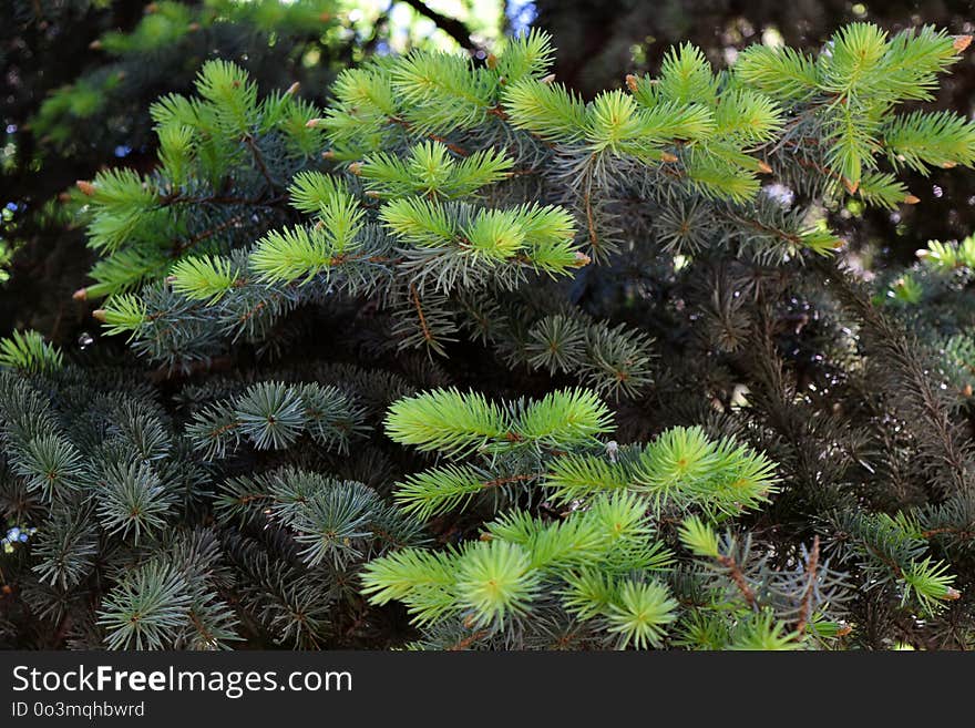 Vegetation, Ecosystem, Tree, Pine Family