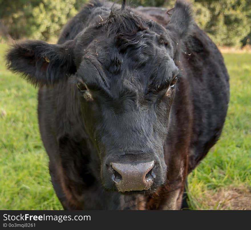 Cattle Like Mammal, Grazing, Fauna, Horn