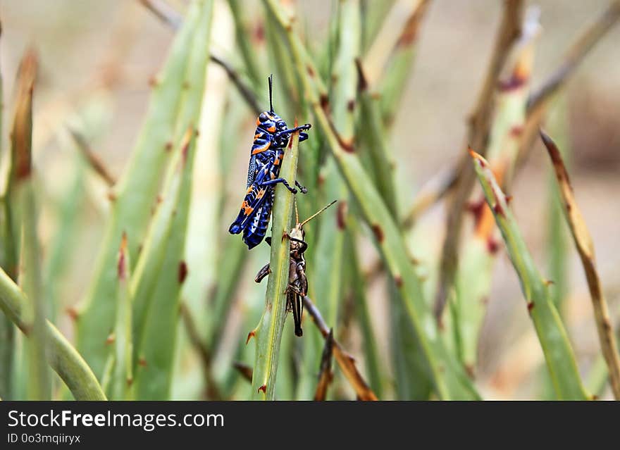 Insect, Invertebrate, Damselfly, Fauna