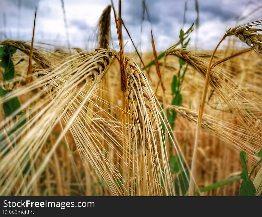 Food Grain, Barley, Cereal, Wheat