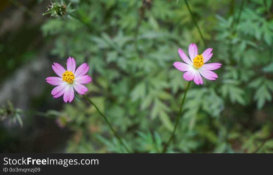 Flower, Plant, Flora, Garden Cosmos