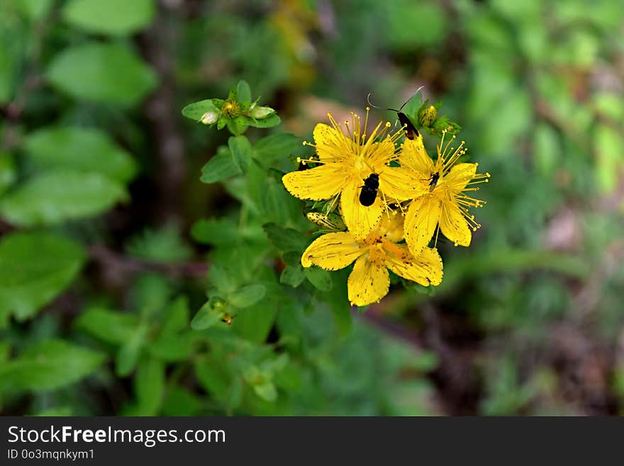 Flower, Flora, Plant, Hypericum