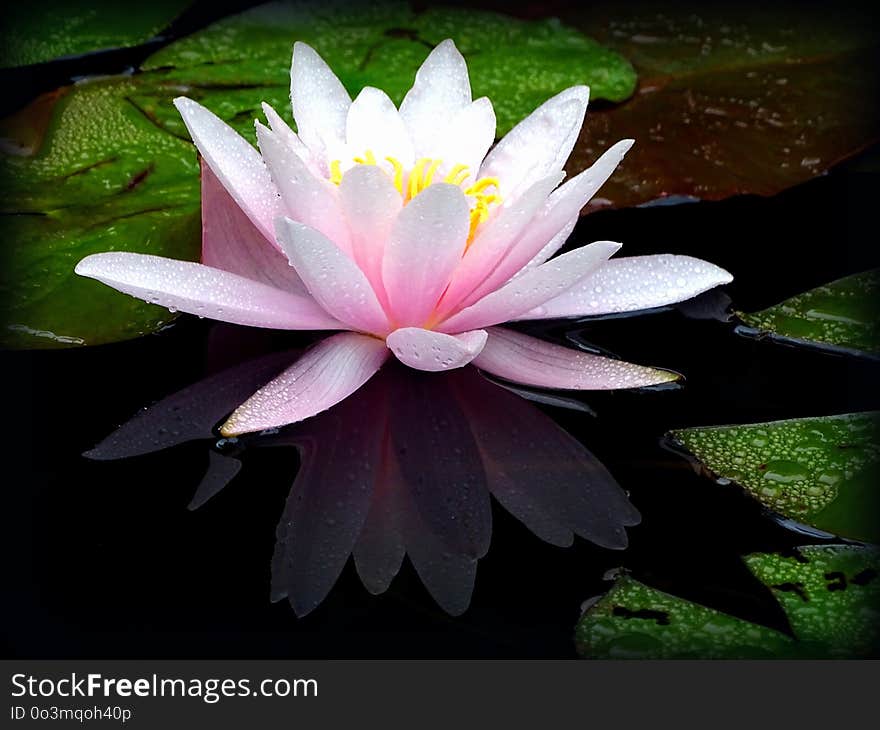 Flower, Flora, Plant, Aquatic Plant