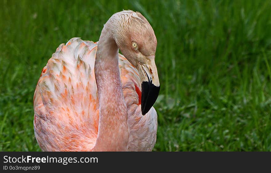 Beak, Bird, Water Bird, Fauna