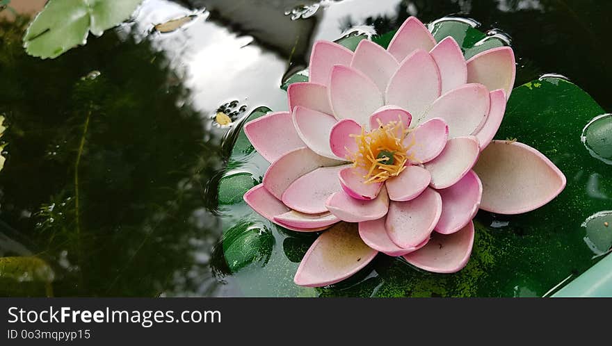 Flower, Flora, Pink, Plant