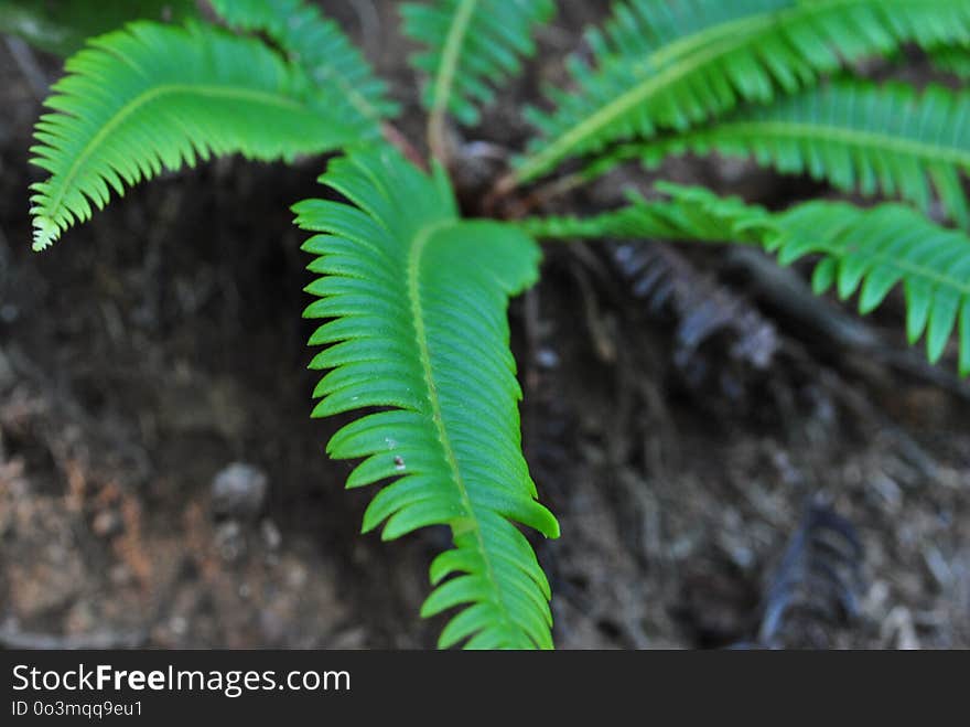 Plant, Vegetation, Ferns And Horsetails, Leaf