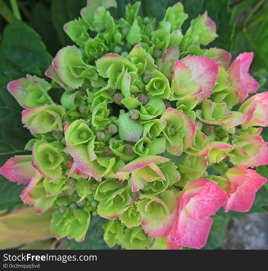 Plant, Flower, Hydrangea, Hydrangeaceae