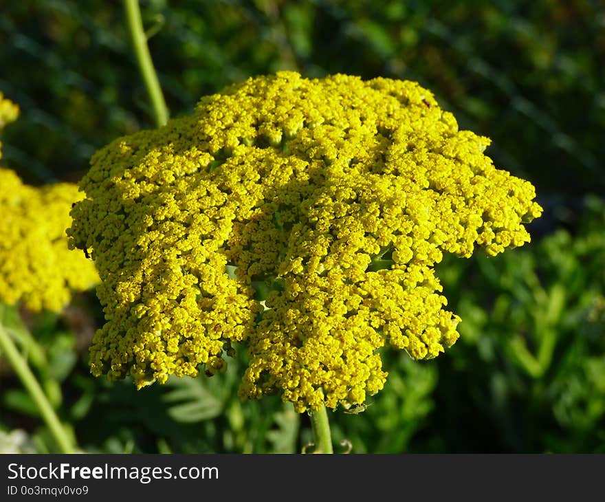 Yarrow, Yellow, Flower, Tansy