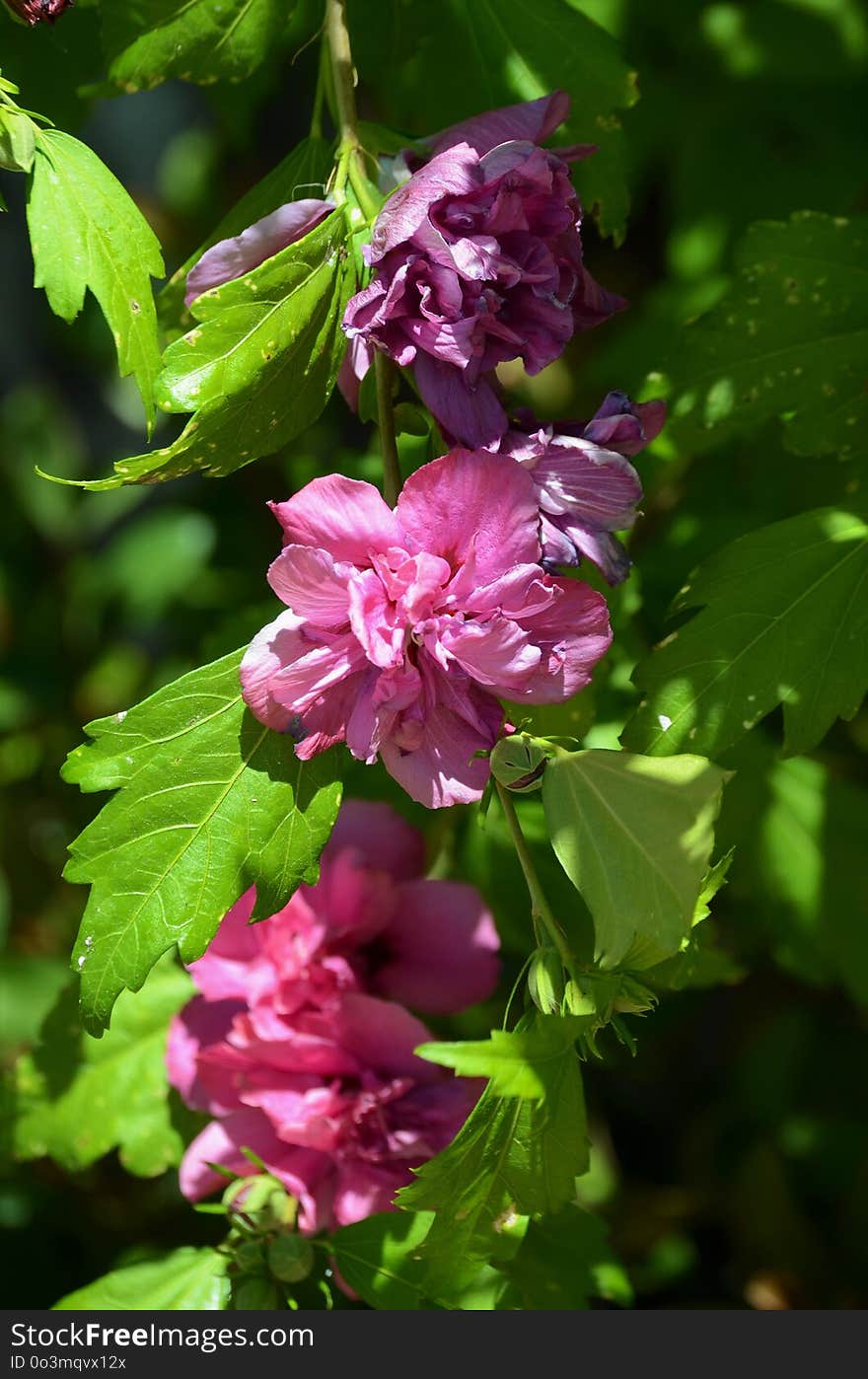 Flower, Plant, Flora, Flowering Plant