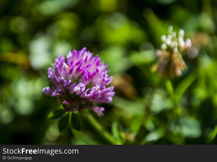 Flower, Plant, Vegetation, Flora