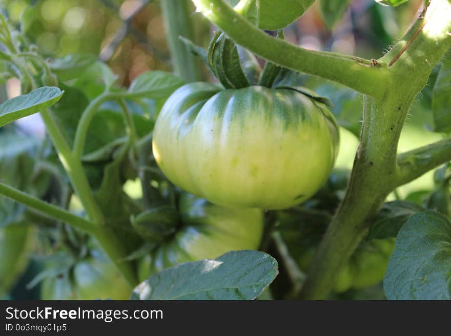 Bush Tomato, Local Food, Fruit, Potato And Tomato Genus