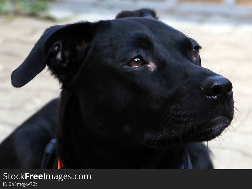 Dog, Dog Like Mammal, Black, Dog Breed