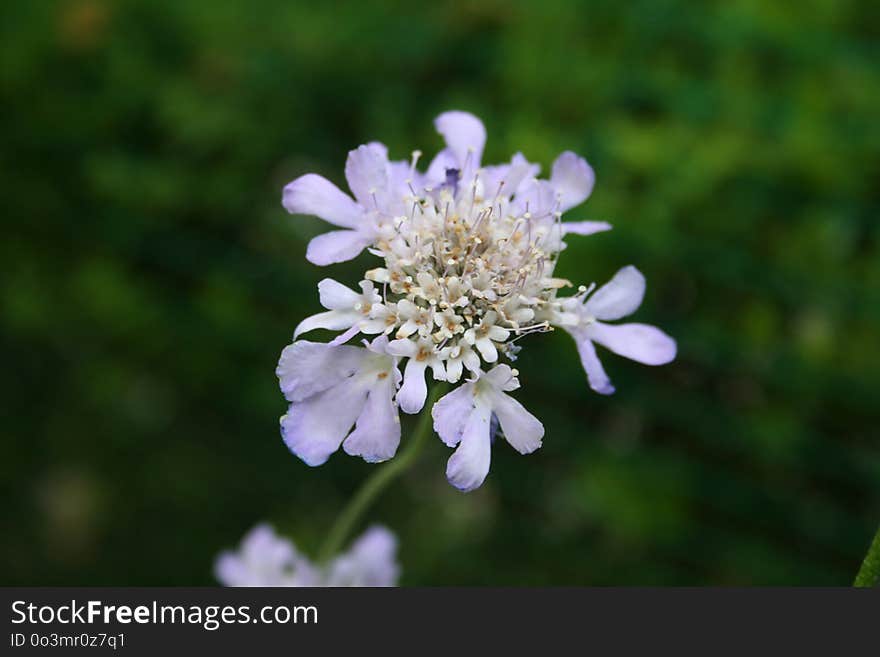 Flower, Flora, Subshrub, Plant