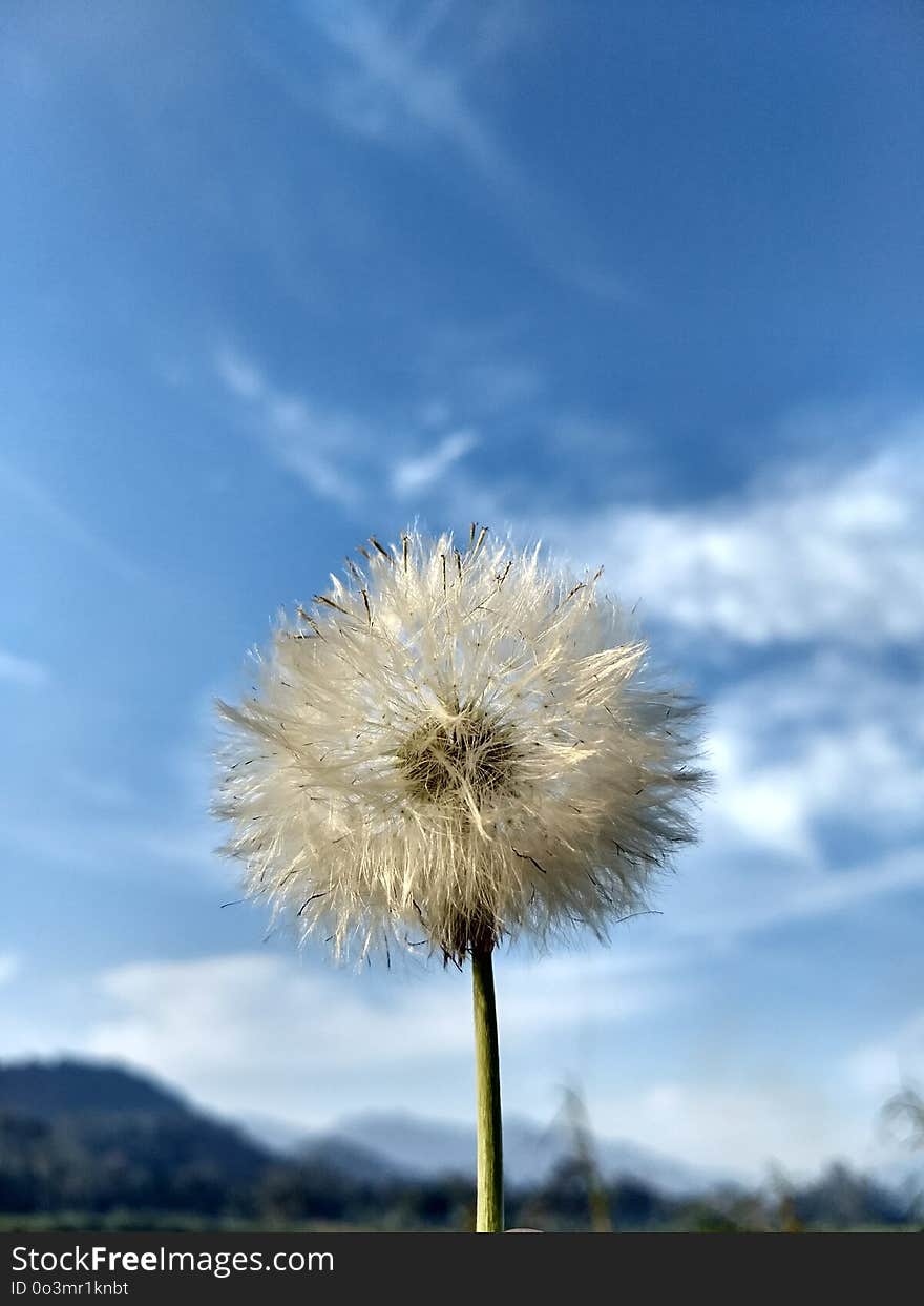 Sky, Cloud, Flower, Dandelion