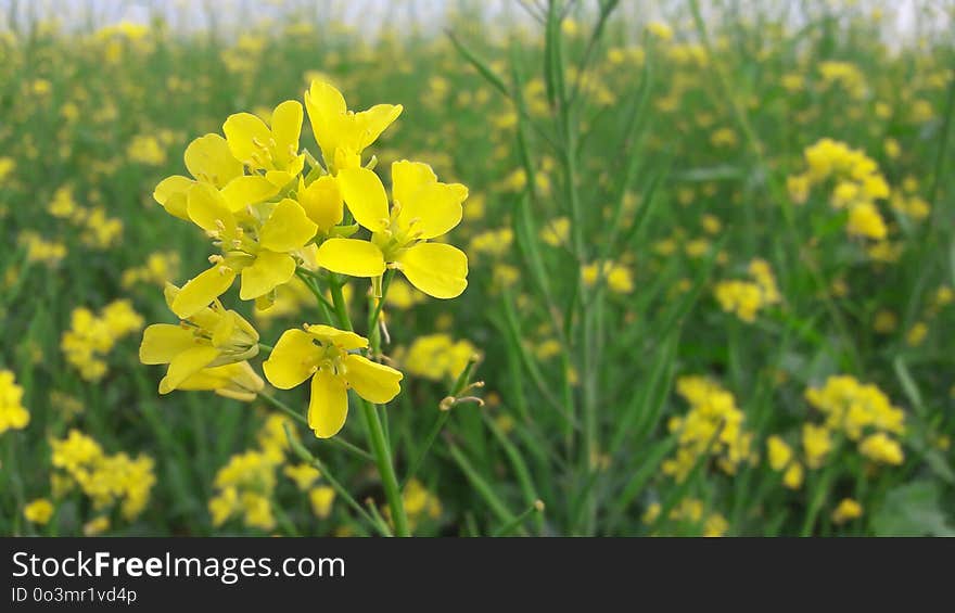 Rapeseed, Flower, Yellow, Mustard Plant