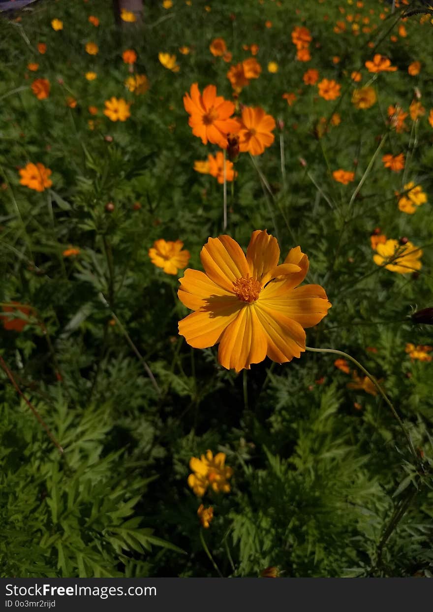 Flower, Sulfur Cosmos, Plant, Flora