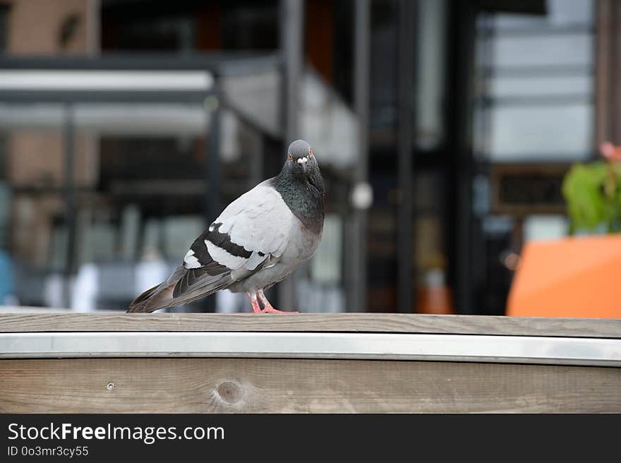 Bird, Pigeons And Doves, Fauna, Beak