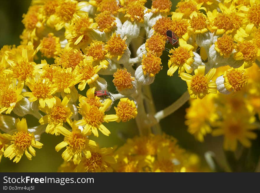 Flower, Pollen, Honey Bee, Nectar