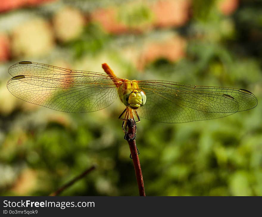 Dragonfly, Insect, Dragonflies And Damseflies, Wildlife