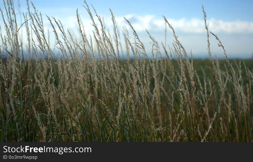 Ecosystem, Grass, Vegetation, Grass Family