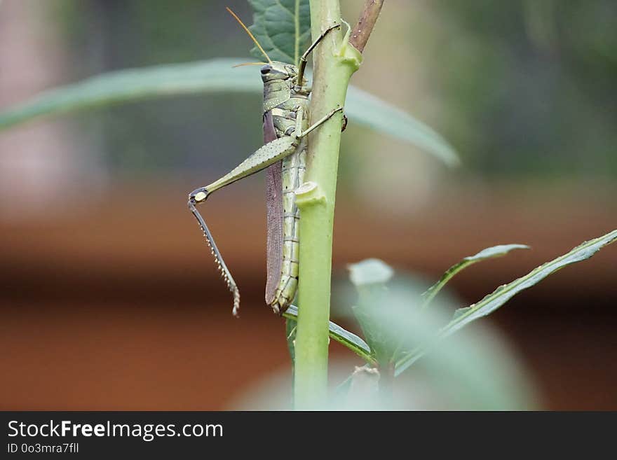 Insect, Damselfly, Invertebrate, Fauna