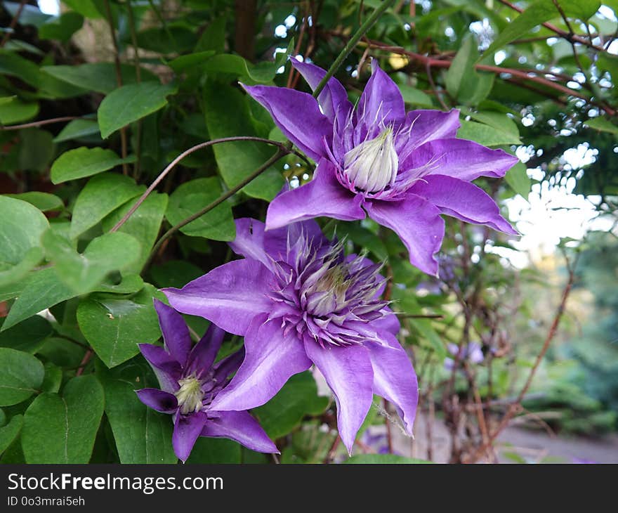 Flower, Plant, Flowering Plant, Clematis