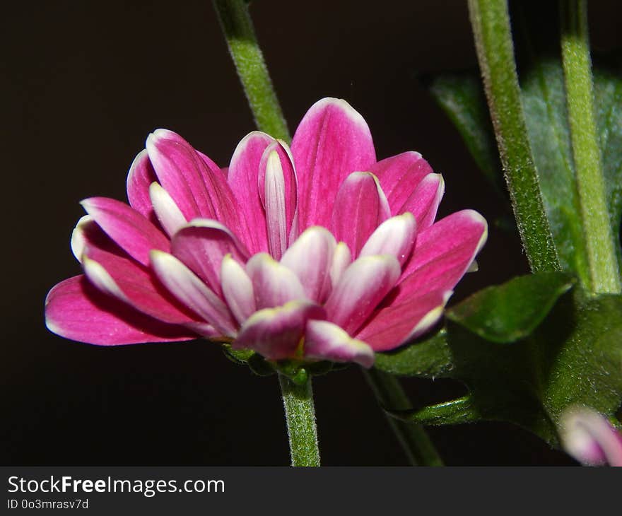 Flower, Plant, Flora, Close Up