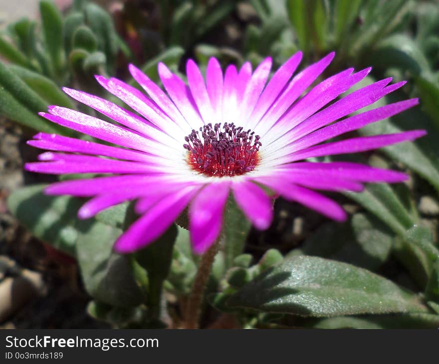 Flower, Pigface, Plant, Ice Plant