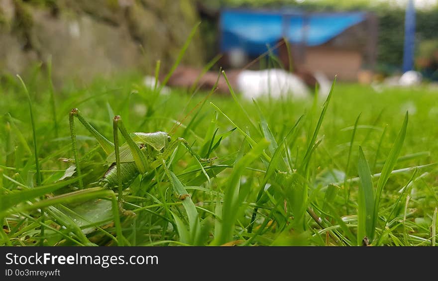 Grass, Plant, Grass Family, Leaf