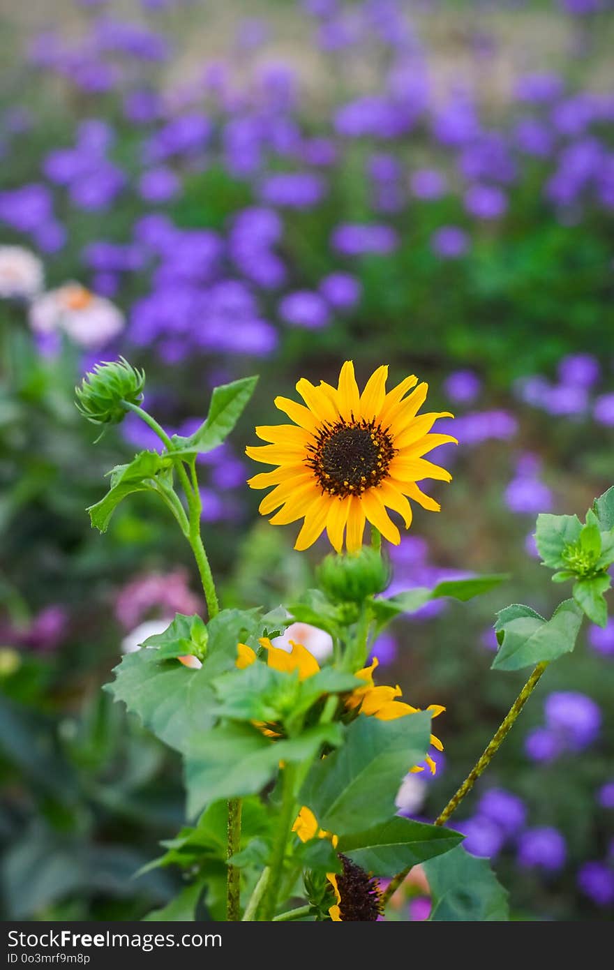 Flower, Plant, Purple, Flora