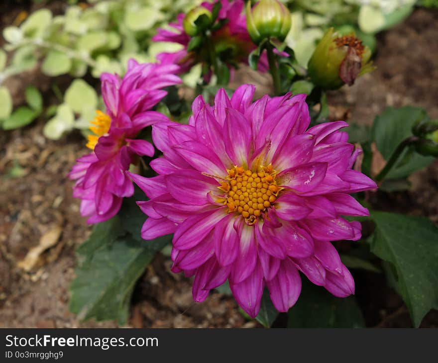 Flower, Plant, Aster, Flora