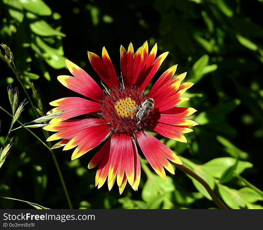 Flower, Blanket Flowers, Flora, Nectar