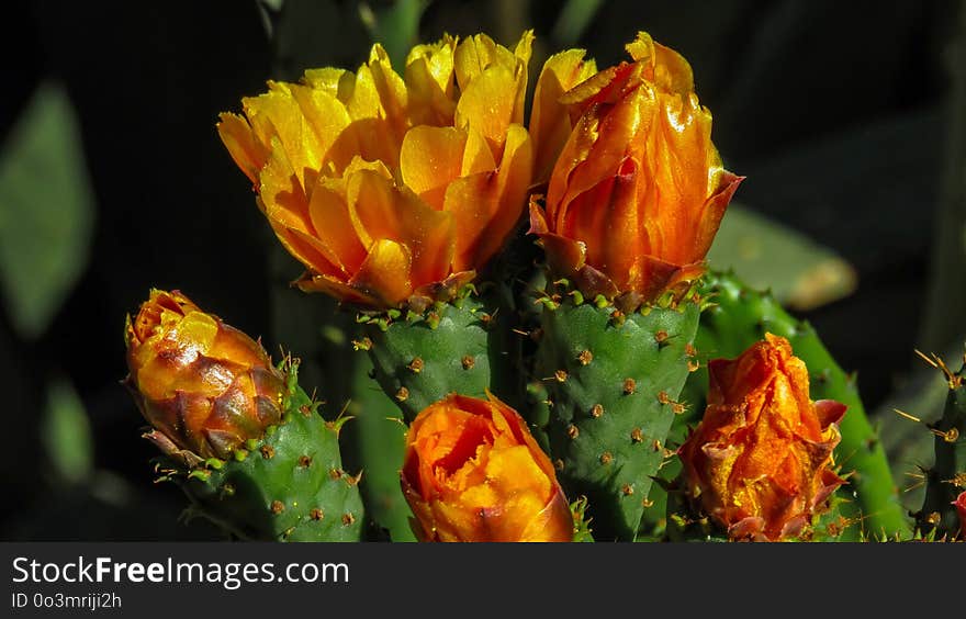 Plant, Flowering Plant, Flora, Flower