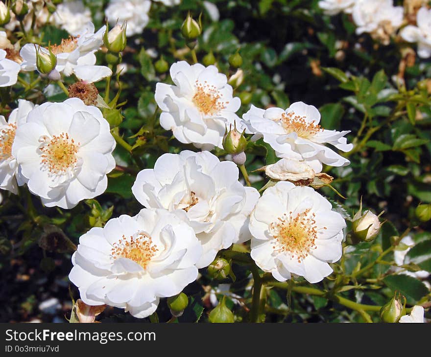 Flower, Rose Family, Rose, Flowering Plant