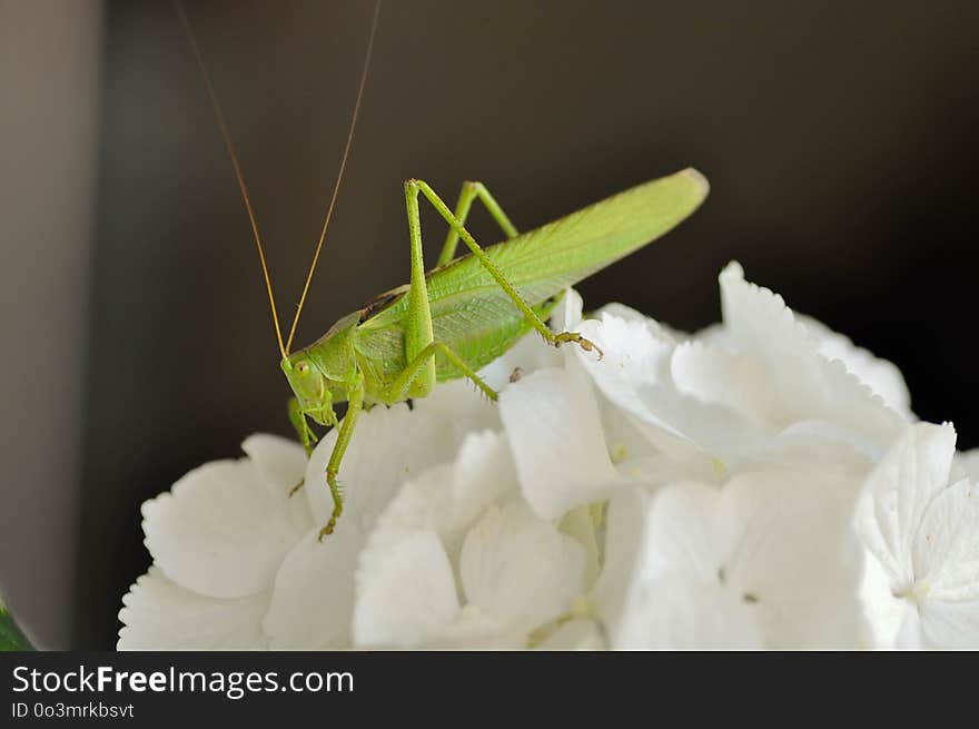 Insect, Grasshopper, Cricket Like Insect, Invertebrate