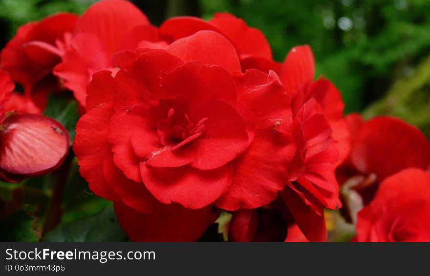 Flower, Red, Plant, Floribunda