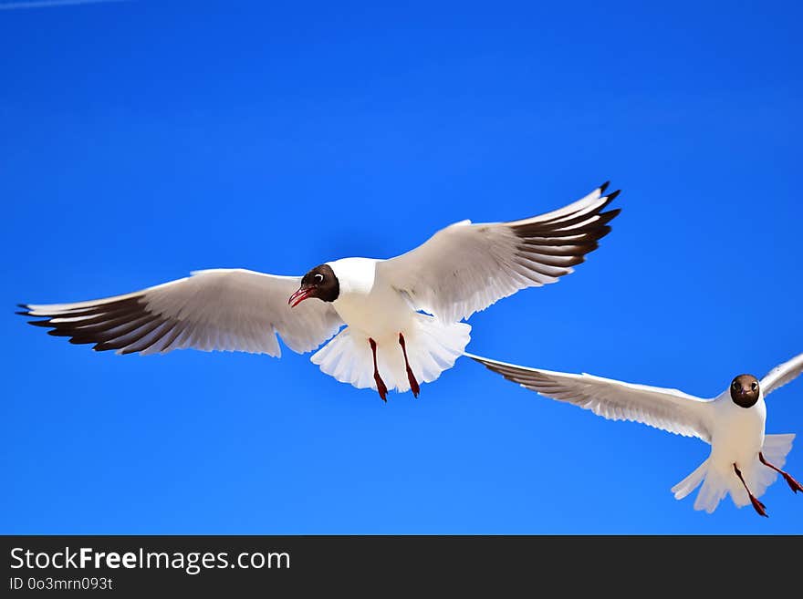 Bird, Sky, Beak, Fauna