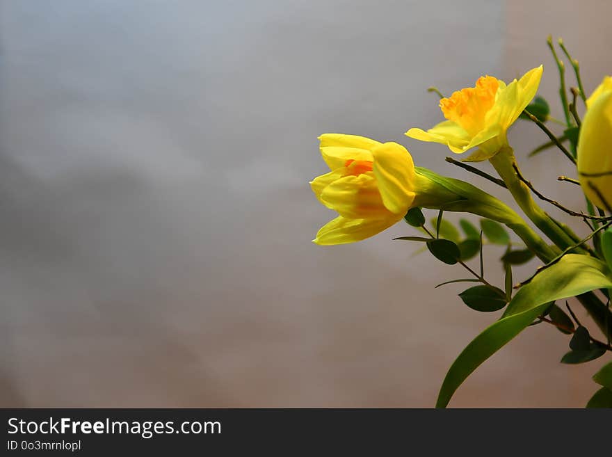 Flower, Yellow, Plant, Flora