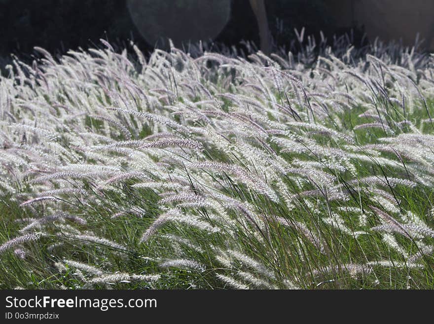 Grass, Frost, Grass Family, Freezing