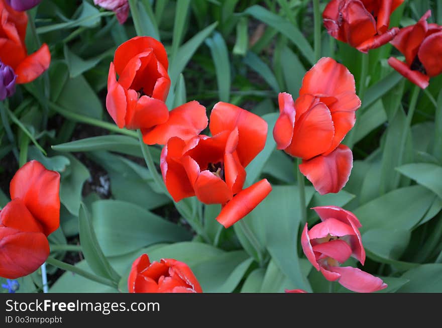 Flower, Plant, Flowering Plant, Tulip